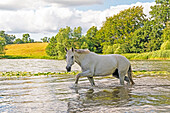 White horse wades through a lake