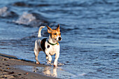 Dog Jack Russel at the Baltic Sea, Ostholstein, Baltic Sea, Schleswig-Holstein, Germany