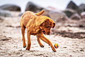 Labrador playing ball on the Baltic Sea beach