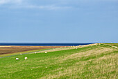 Sheep on the dike of Westerhever, North Sea, North Friesland, Schleswig-Holstein, Germany