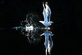 Seagull lands in the sea, backlight, reflection