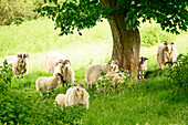 Sheep in the green grass under a tree