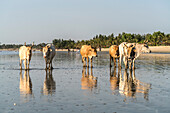 African cattle roaming free at the beach in Sanyang, Gambia, West Africa,