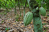 Kakao (Theobroma Cacao) Früchte in Plantage, Ajenjua Bepo Forest Reserve, Ghana