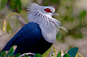 Komoren Blautaube (Alectroenas sganzini), Aldabra, Seychellen