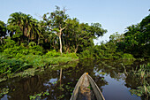 Einbaum auf dem Fluss Lekoli, Demokratische Republik Kongo