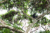 Bonobo (Pan Paniscus) im Baum, Demokratische Republik Kongo