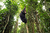 Schimpanse (Pan troglodytes) Waisenkind Larry klettert in Waldkindergarten, Mefou Primate Sanctuary, Ape Action Africa, Kamerun