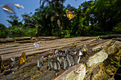Schmetterlinge auf Brücke, Kokolopori Bonobo Reserve, Demokratische Republik Kongo