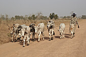 Hausrinder, Herde mit Fahrer, getrieben entlang der Straße zum lokalen Markt, in der Nähe von Toubacouta, Senegal, Januar