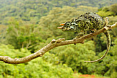 Johnston's Three-horned Chameleon (Trioceros johnstoni) Männchen, das sich an Ast klammert, Kahuzi-Biega-Nationalpark, Kivu-Region, Demokratische Republik Kongo, November