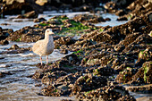 A seagull foraging on Sylter West Beach, Sylt, Schleswig-Holstein, Germany