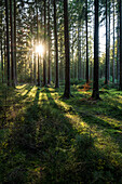 Forest walk in the Lüneburg Heath, Lower Saxony, Germany, Eurpoa