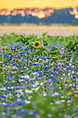 Wildflower meadow in Hamburg, Northern Germany, Europe