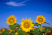 Canada, Manitoba, Altona. Close-up of sunflowers.