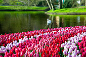 Tulpenfeld vor See, Keukenhof-Gärten, Lisse, Niederlande