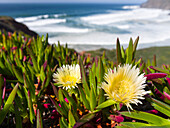 Ice plant or Hottentot-fig, highway ice pant, pigface (Carpobrotus edulis) at the Costa Vicentina. The coast of the Algarve during spring. It is a neophyte and invasive species from southern Africa. Portugal