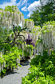 Japanische Glyzinie, Longwood Gardens, Kennett Square, Pennsylvania, Usa