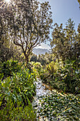 Teich im Garten La Mortella in Forio, Insel Ischia, Golf von Neapel, Kampanien, Italien