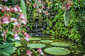 Fountain in the Orchid Grotto in La Mortella Garden in Forio, Ischia Island, Gulf of Naples, Campania, Italy