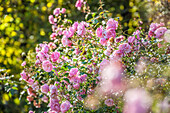 Rose garden in the Jardins de Pays d`Auge, Cambremer, Calvados, Normandy, France