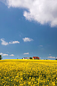 Gelbes Rapsfeld und Bauernhäuser in Melsted auf Bornholm, Dänemark