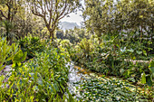 Pond in La Mortella Garden in Forio, Ischia Island, Gulf of Naples, Campania, Italy