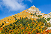 Farbenprächtiger Herbstwald oberhalb der Engalm, Eng, Hinterriß, Karwendel, Tirol, Österreich      