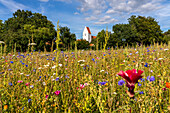 Colorful flower meadow in front of the church of Elmelunde, Mon island, Denmark, Europe