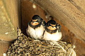 Young common house martins in their nest, Denmark