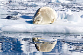 An adult crabeater seal (Lobodon carcinophaga), hauled out on the ice in Paradise Bay, Antarctica, Polar Regions