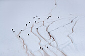 Ausgewachsene Eselspinguine (Pygoscelis papua), die auf Pinguinstraßen spazieren gehen, Danco Island, Antarktis, Polarregionen