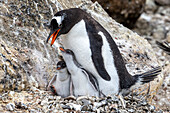 Adult gentoo penguin (Pygoscelis papua), feeding hungry chicks at Brown Bluff, Antarctica, Polar Regions