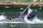 Adult humpback whales (Megaptera novaeangliae), bubble-net feeding near Morris Reef, Southeast Alaska, United States of America, North America