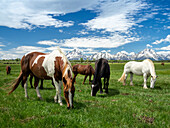 Adult horses (Equus ferus caballus) grazing at the foot of the Grand Teton Mountains, Wyoming, United States of America, North America