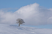 Schneelandschaft mit Baum im Allgäu, Allgäuer Alpen, Allgäu, Bayern, Deutschland, Europa