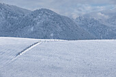 View of the Allgäu Alps in winter with a snowy meadow in the foreground, Buching, Allgäu Alps, Allgäu, Bavaria, Germany, Europe