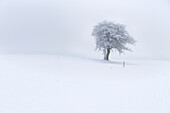 Blick auf einen einzelnen Baum im Winter, Buching, Allgäu, Bayern, Deutschland, Europa