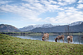 Esel am Forggensee mit den Füssener Alpen im Hintergrund, Allgäu, Bayern, Deutschland, Europa