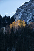 Blick auf Schloss Neuschwanstein im Herbst, Allgäuer Alpen, Allgäu, Bayern, Deutschland, Europa