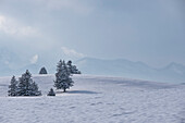 Blick auf eine Winterlandschaft im Allgäu, Buching, Allgäuer Alpen, Allgäu, Bayern, Deutschland, Europa