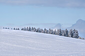 Snowy landscape with snow-covered fir trees, Allgäu Alps, Allgäu, Bavaria, Germany, Europe