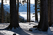 Tiefblick durch den Wald auf winterlichen Forggensee, vom Buchenberg, Allgäuer Alpen, Allgäu, Bayern, Deutschland, Europa