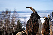 Deep view of the wintry Allgäu, Königswinkel, with goats in the foreground, Allgäu Alps, Allgäu, Bavaria, Germany, Europe