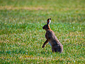 European brown hare (Lepus capensis) in spring, Fettwiese, Salzburg, Austria