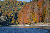 Salzach with Salzach shore and colorful mixed forest in autumn between Bavaria and Salzburg