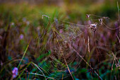 Spinnennetz mit Tautropfen am Morgen, Feuchtwiese am Wallersee, Salzburg, Österreich 