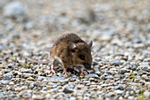 wood mouse, field mouse (Apodemus sylvaticus)