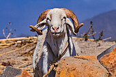 A large white billy goat with curved horns in Cape Verde Islands, Africa