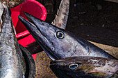 Mehrere markante blau schimmernde Thunfische auf einem Markt auf der Insel Santiago, Kapverden, Afrika